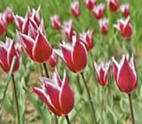 Floricultura no Rio Pequeno